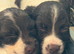 Springer spaniel puppies