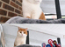 Kittens due 27th July