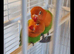 FISCHERS LOVEBIRDS