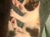 Kittens looking for forever