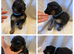 German Shepherd puppies 1400