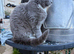 Beautiful thick coat cat
