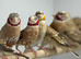 Star finches