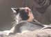 2 Handsome Tuxedo Male kittens
