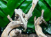 Lily White Crested Geckos at Birmingham Reptiles