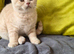 cream british shorthair