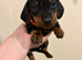 Dachshund puppies READY NOW