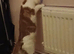Male cat