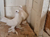 Kurdish pigeons