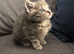 2 kittens