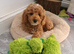 Toy f1b cavapoo puppies! last girl