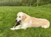 Stunning health tested golden retriever