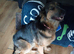 Forever home for Luna