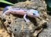 Whiteout Zulu Fat Tailed Gecko at Birmingham Reptiles