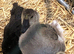 African goslins