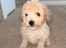 Two Adorable Puppies Looking for Their Forever Homes