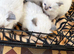 Pure ragdoll kittens