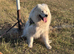 Samoyed female for sale