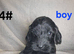 Cockapoo puppies