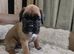 Beautiful boxer babies ready soon