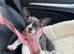 French bull dog x bulldog