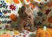 F2B home reared Cavapoo puppies