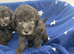 Bedlington terrier puppies Only 3 boys available