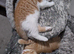 Maine coon mix