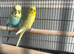 Male and female budgie