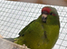 kakariki babies chicks ready to go to forever homes