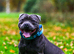 Blue Staffordshire bull terrier stud
