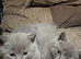 British Shorthair kittens