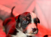BULLDOG X BORDER COLLIE PUPPIES
