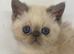 EXOTIC KITTENS