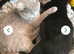 2 beautiful cats looking for forever homes