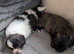 Shihpoo/shihpoochon/shihchon hybrid puppies
