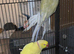Ring neck pair