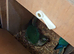 Proven breeding pair blue conure
