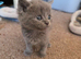 Adorable British Shorthair Kittens &ndash; Ready Soon, Stunning Blue & Bicolour