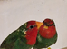 D N A tested young pair of pied redfaced parrot finch for sale