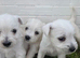 Schnoodle puppies