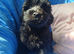 Lhasapoo puppy