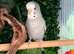 2 beautiful baby male budgies looking for their forever homes