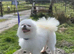 Beautiful kc reg Pom female