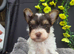 Yorkshire terrier puppies