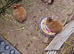 Mixed breed rabbits for sale