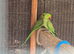 Breeding pair of ring necks