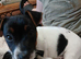 2 Jack Russell boys 9 week old pups ready now!