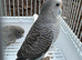 BFBW, BWBF split and hagoromo mutation budgies