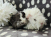3 boar pairs available, 1 ready now